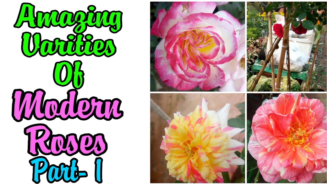 25 - Amazing Varities Of Modern Rose Plants || Around the world || Detailed Review 1