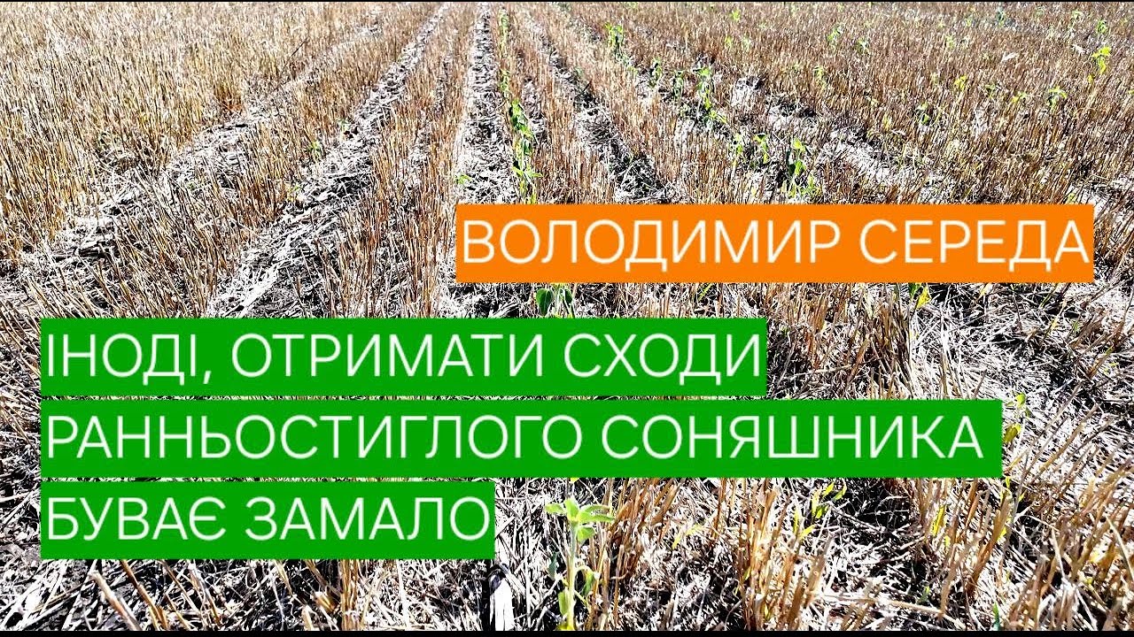 ВОЛОДИМИР СЕРЕДА. ІНОДІ, ОТРИМАТИ СХОДИ РАННЬОСТИГЛОГО СОНЯШНИКА БУВАЄ ЗАМАЛО