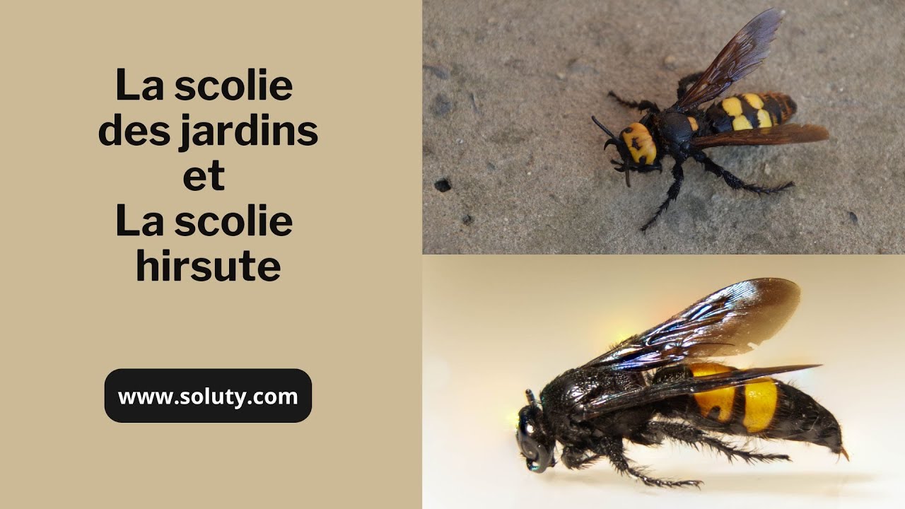 La scolie des jardins et La scolie hirsute. Zoom sur ces 2 grosses guêpes parasitoïdes !