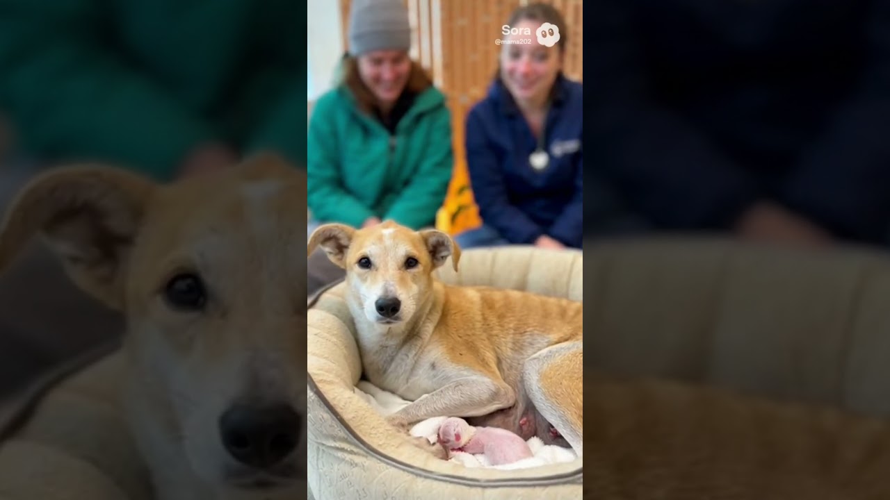Trying to rescue a poor abandoned mama dog and her newborn… 💔🐶 #dog #puppy #dogmother #animals