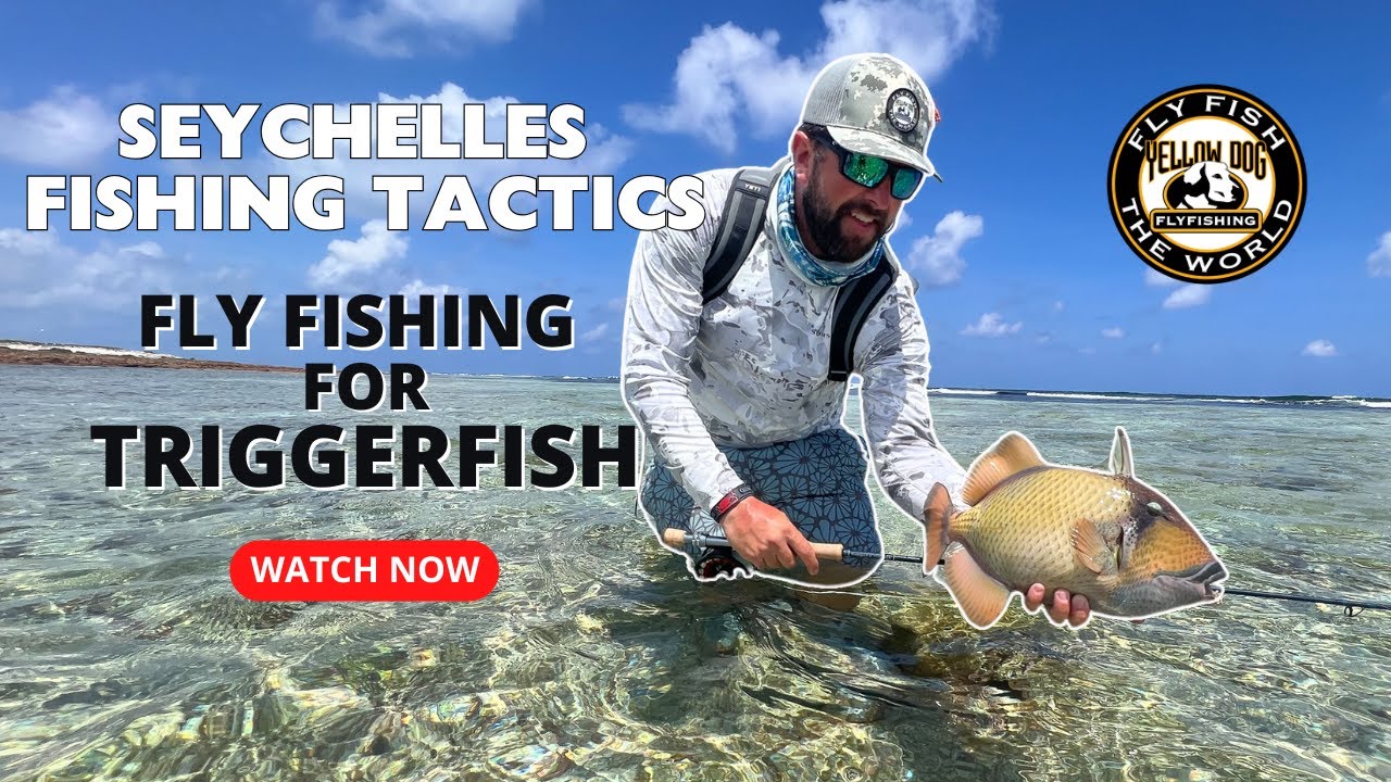 Fly Fishing for Triggerfish | Seychelles Fishing Tactics