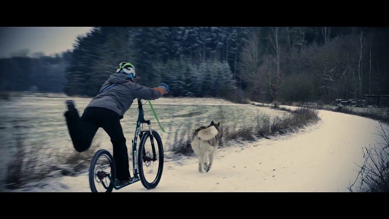 Faszination Zughundesport - Dog Scooter