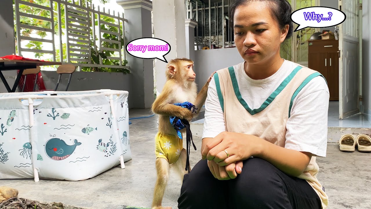 Monkey Lyly tried to apologize to her mother and made her unable to stop laughing.