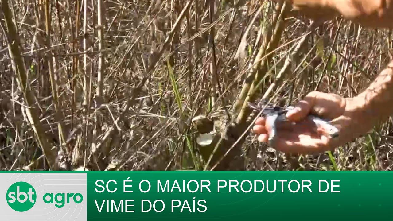 SBT Agro 21/10/2024: Conheça o vime, item usado para fabricação de móveis e artesanatos