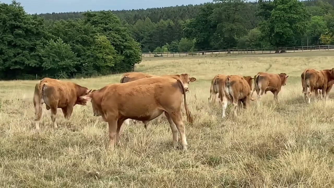 Beautiful cows in Tancremont in Belgium. Belles vaches &agrave; Tancr&eacute;mont en Belgique.