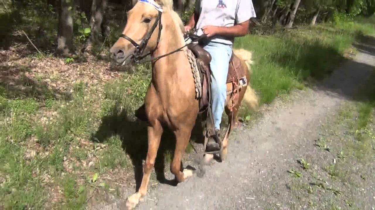 2 Year Old Racking Stallion in Training Owned  by Client