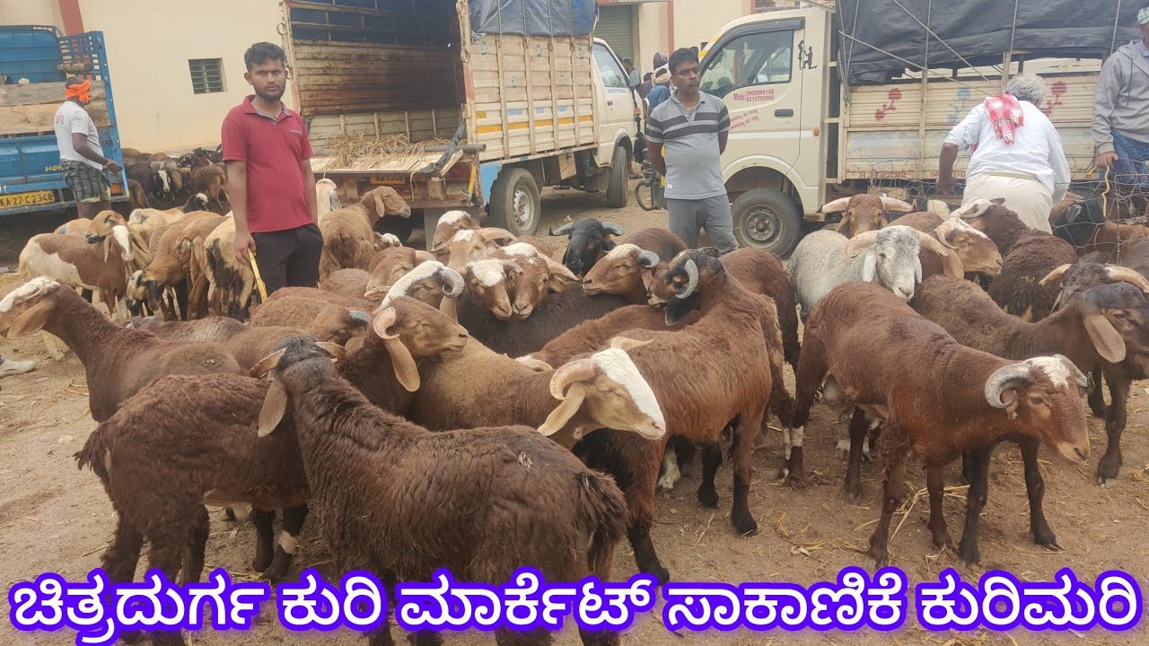 ಚಿತ್ರದುರ್ಗ ಕುರಿ ಮಾರ್ಕೆಟ್ ಸಾಕಾಣಿಕೆ ಕುರಿಮರಿ Chitradurga Sheep Market 11/9/2025