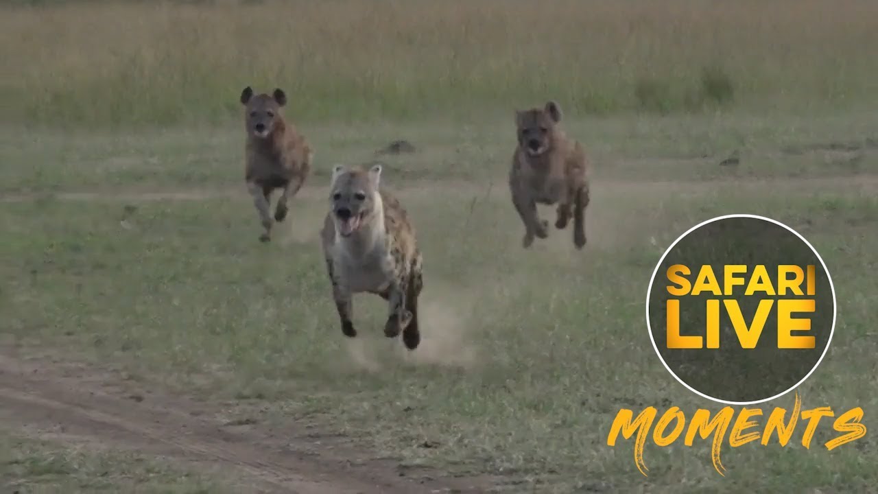 Hyena Huntdown