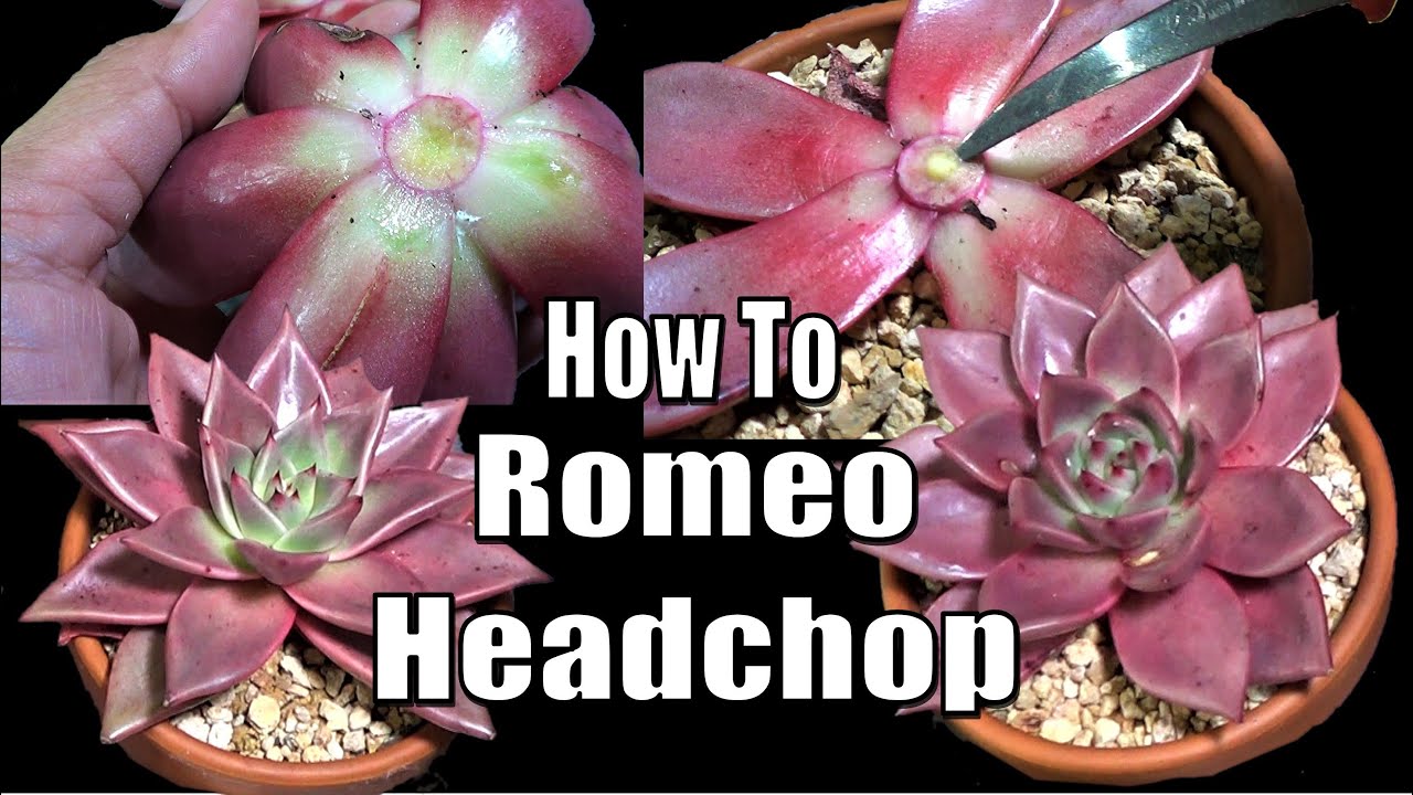 Echeveria Romeo - SUCCULENT BEHEADING