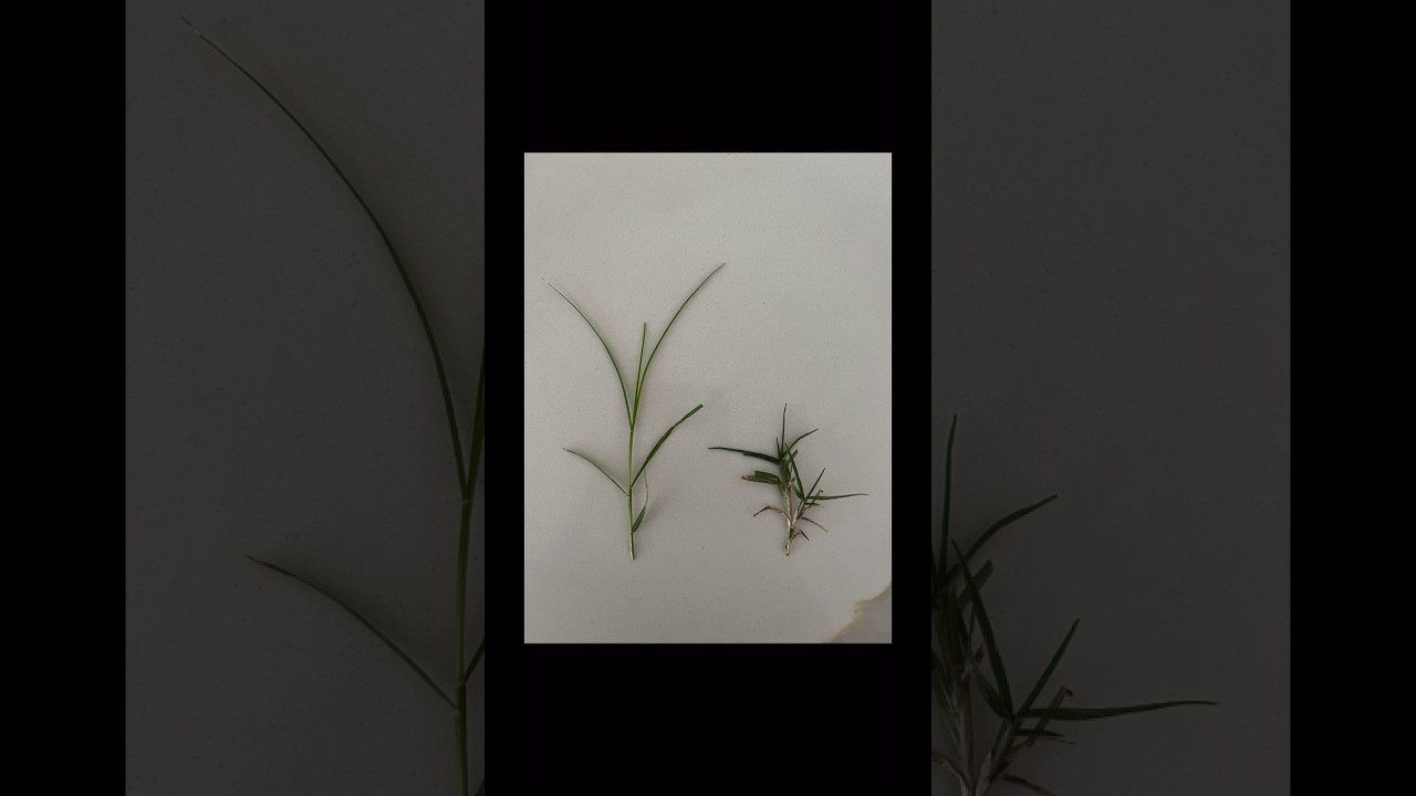 Plant growth regulator before and after 11 days on bermuda grass