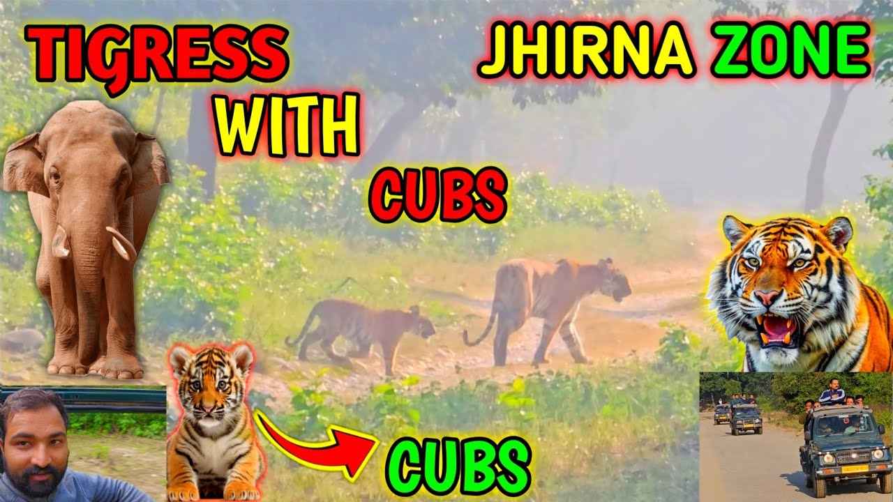 Tigress with cubs in Jhirna zone Three tigers sighting in Jhirna 