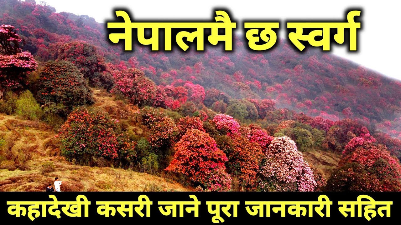 नेपालकै सबैभन्दा सुन्दर ठाउँको यात्रा | जहाँ पाखैभरी फुल्छ्न सयौंथरि लालिगुराँस र चिमाल
