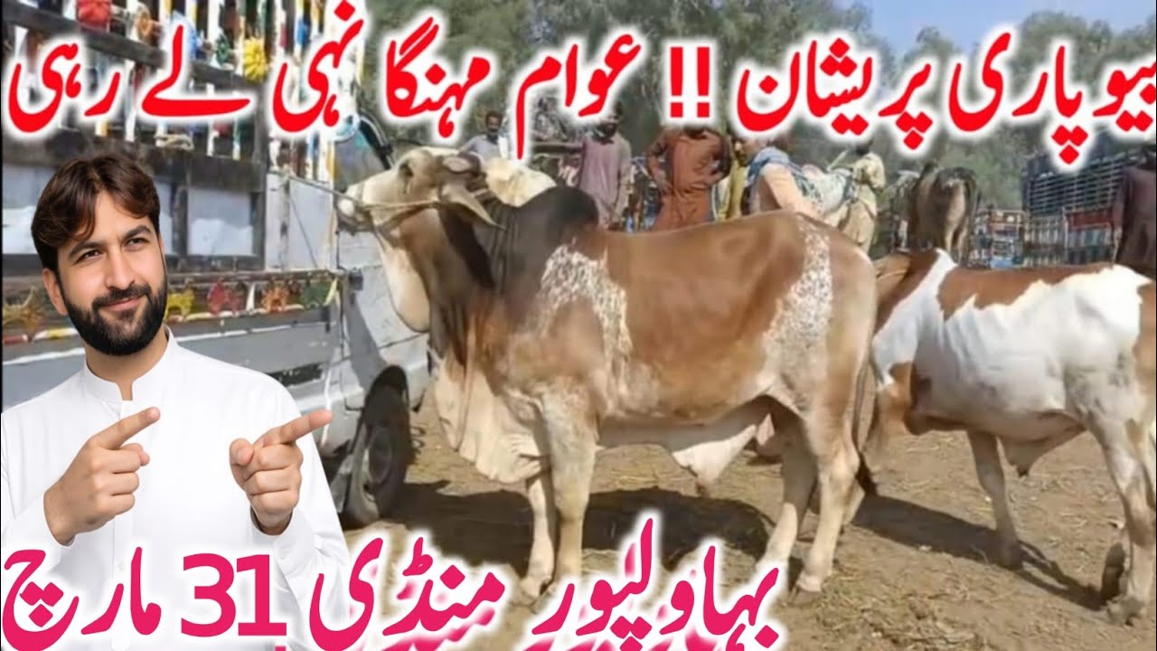 Bahawalpur Cow Mandi Today Fresh Video | Qurbani 2026 Animals || Global Village Farming 