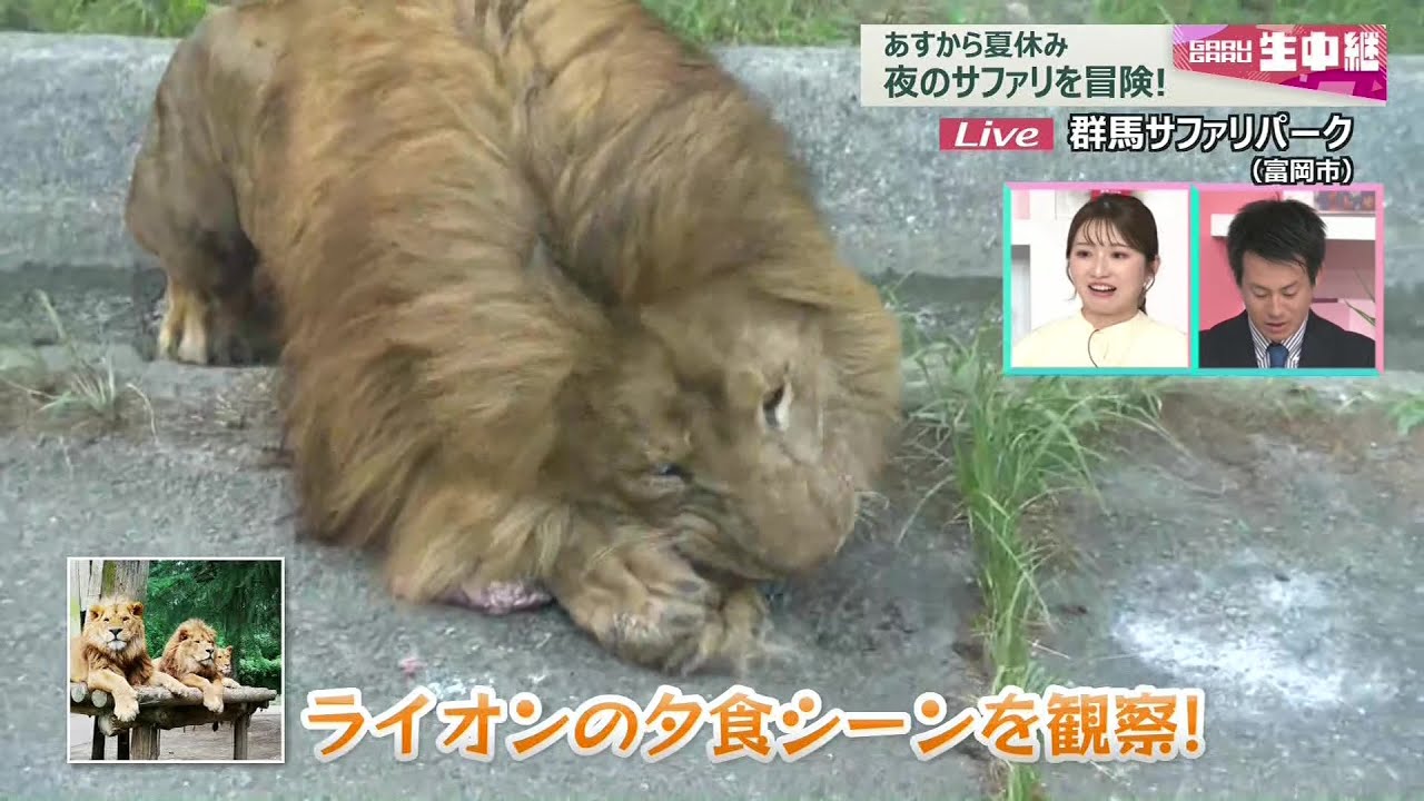 【がるがる生中継】いよいよ夏休み！夜の群馬サファリパークを冒険(25/07/18)