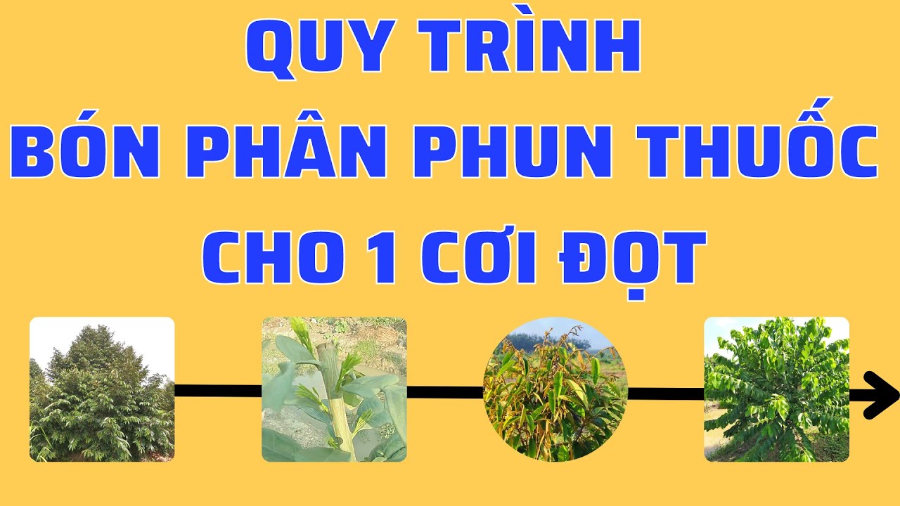 Tổng hợp quy trình dinh dưỡng và phun thuốc cho 1 cơi đọt | Quy trình sản phẩm Mekongagri