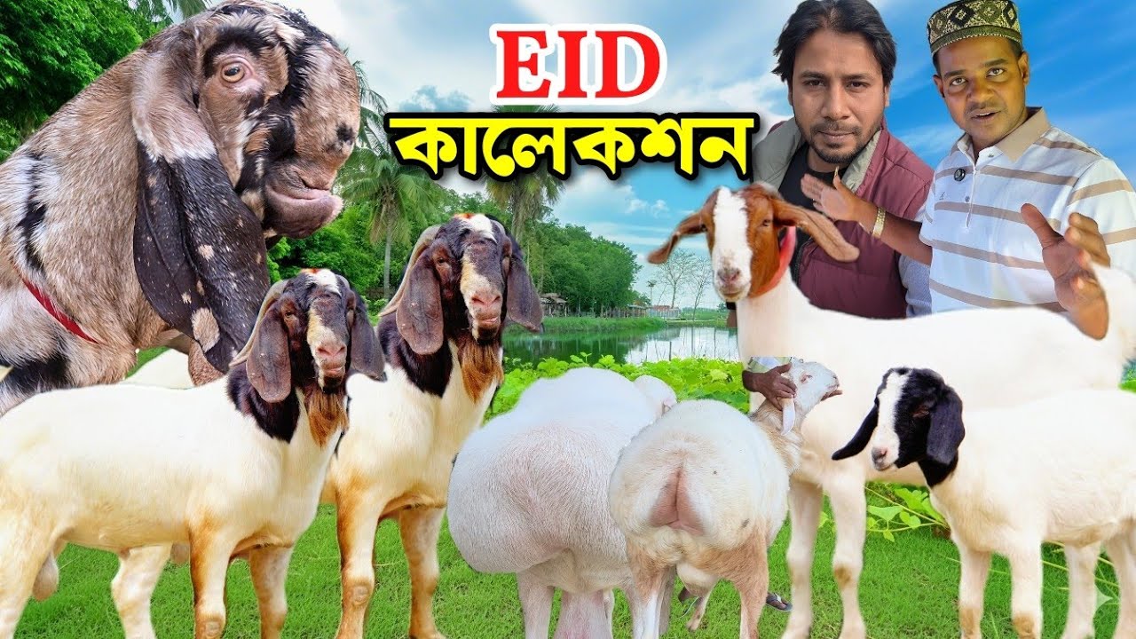 হান্নান ভাইয়ের ঈদ কালেকশনে কি কি আছে দেখুন Goat Farming