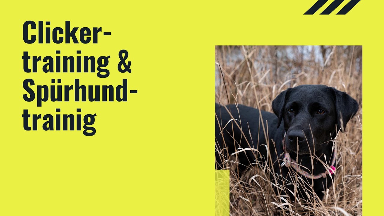 TV Ingolstadt zu Besuch - Clickertraining und Spürhundetraining