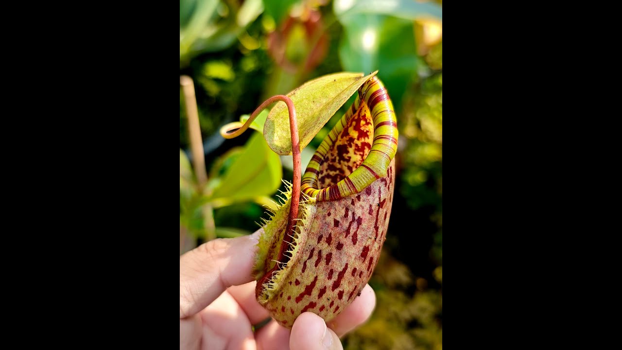 Nepenthes northiana x bellii 260117