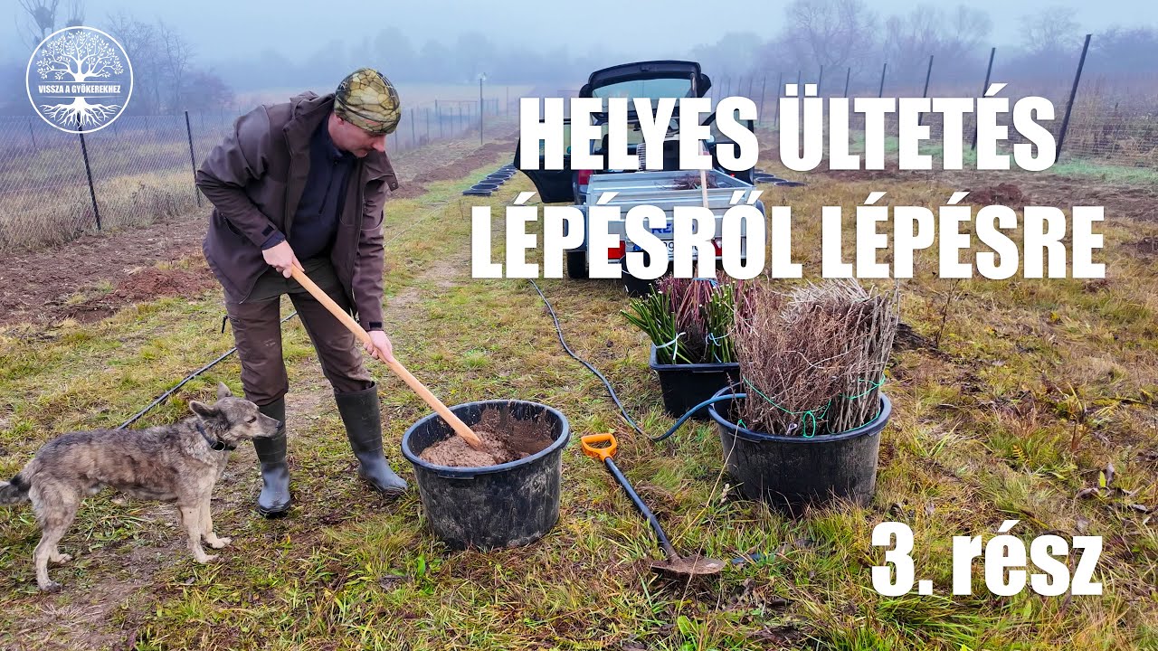 Mitől eredményes egy ültetés? Gyümölcsfák, málna, szeder lépésről lépésre - 3. rész