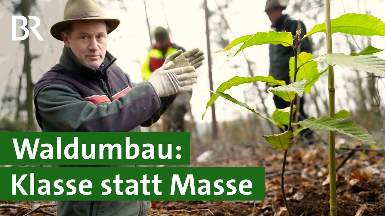 Nelderrad: Bäume im Kreis pflanzen - was bringt das? | Wald der Zukunft | Unser Land | BR