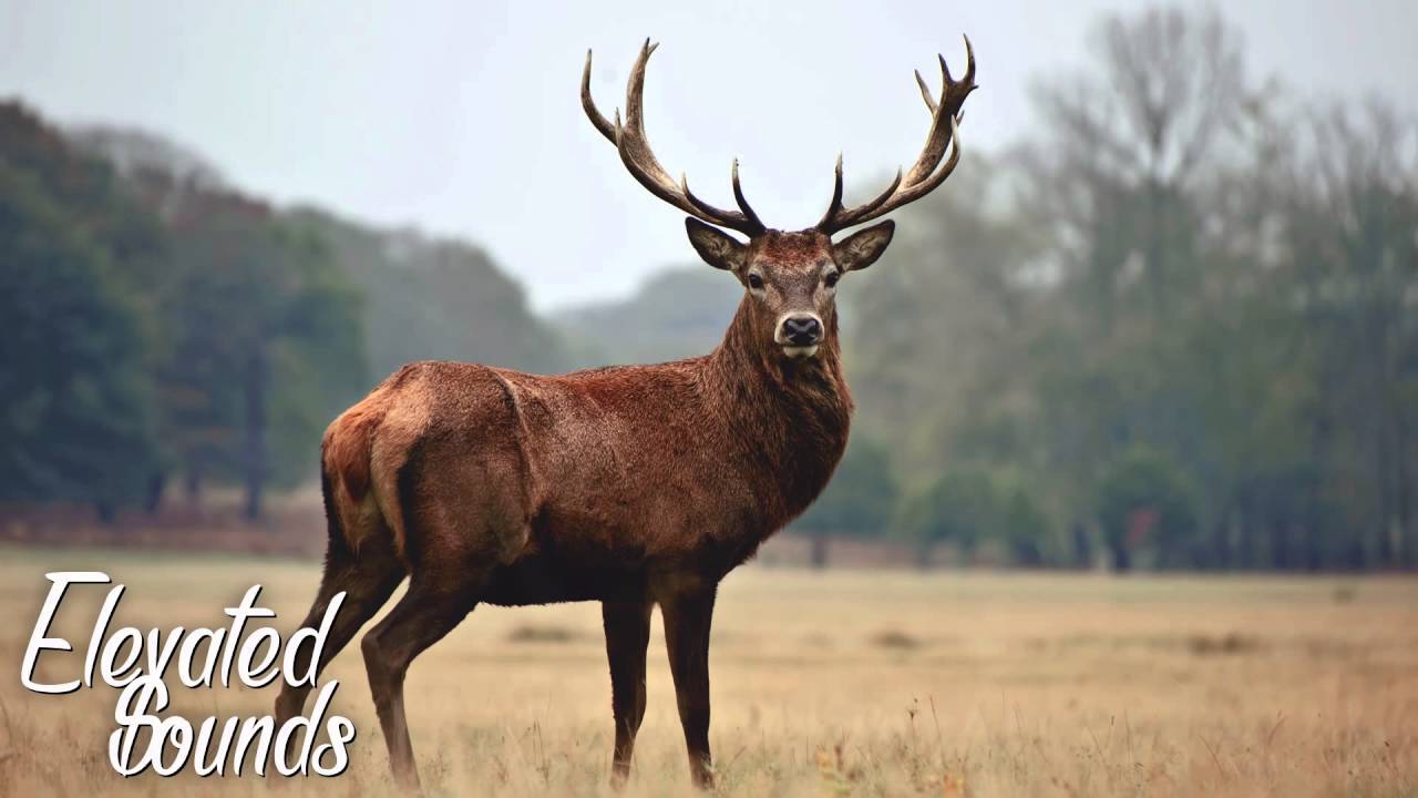 atlas - antlers