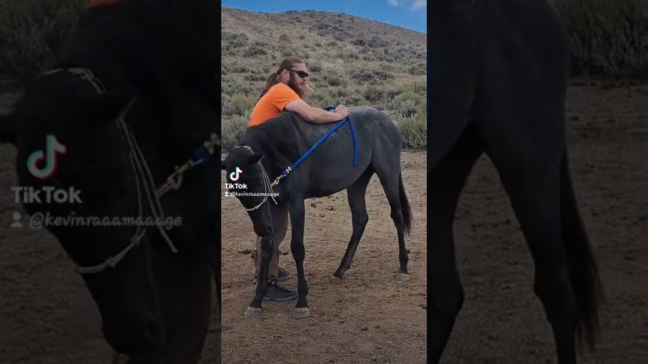 Sky and Azula #fyp #fypシ #horsesoftiktok #horsesofyoutube  #blueroan