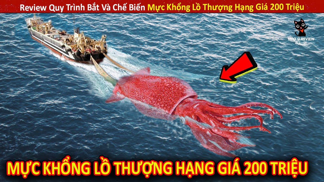 Review Quy Trình Bắt Và Chế Biến Mực Khổng Lồ Thượng Hạng Giá 100 Triệu || Review Giải Trí Đời Sống