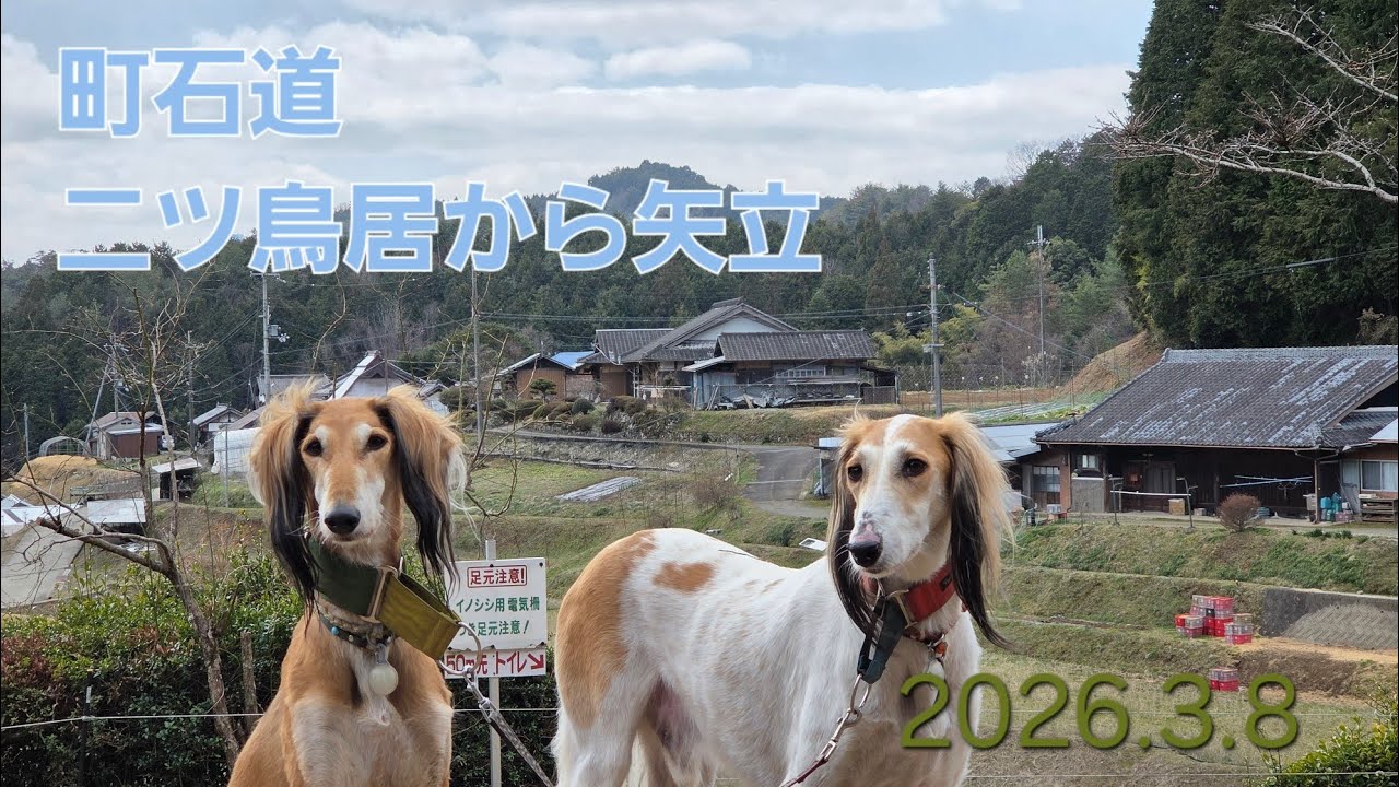 saluki 町石道(二ツ鳥居から矢立)