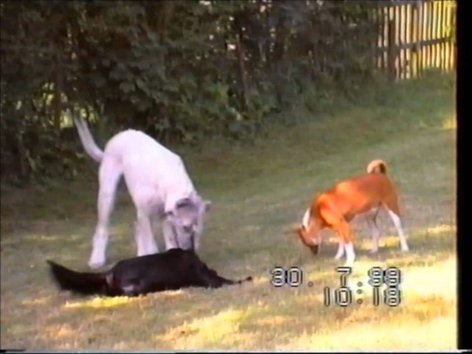 Basenji, Irish Wolfhound & Cocker-Spaniel