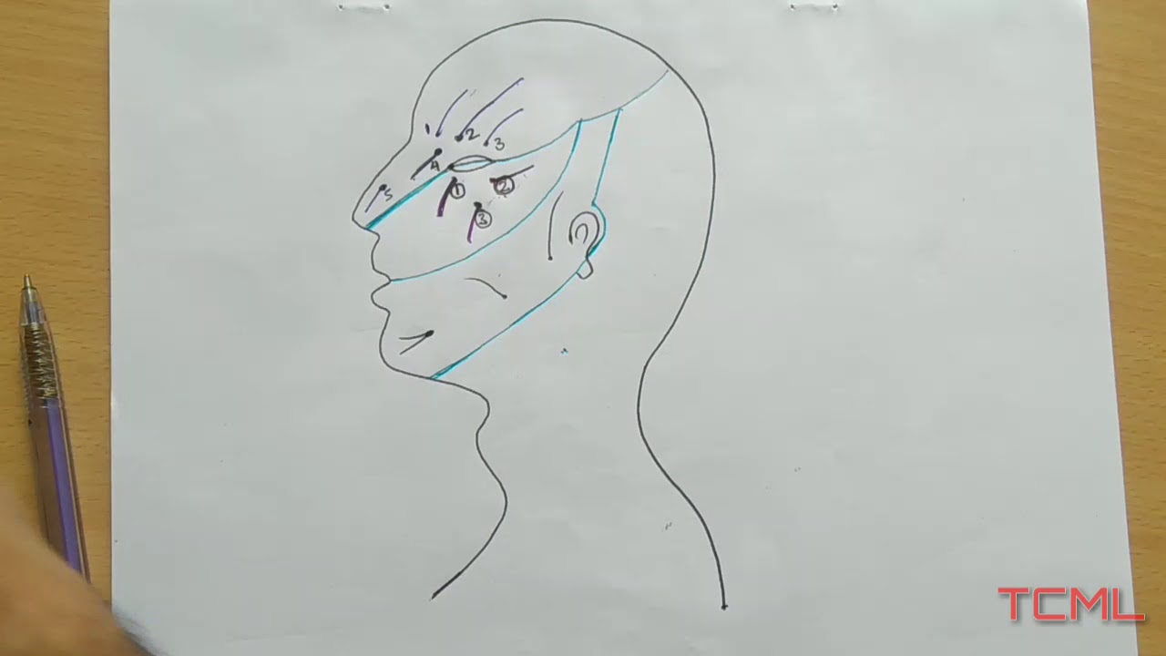Cutaneous nerve of FACE - 2/2