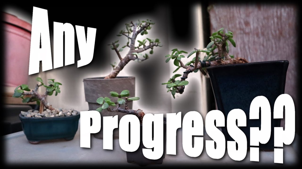 Elephant Bush Starter Updates | Summer 2020
