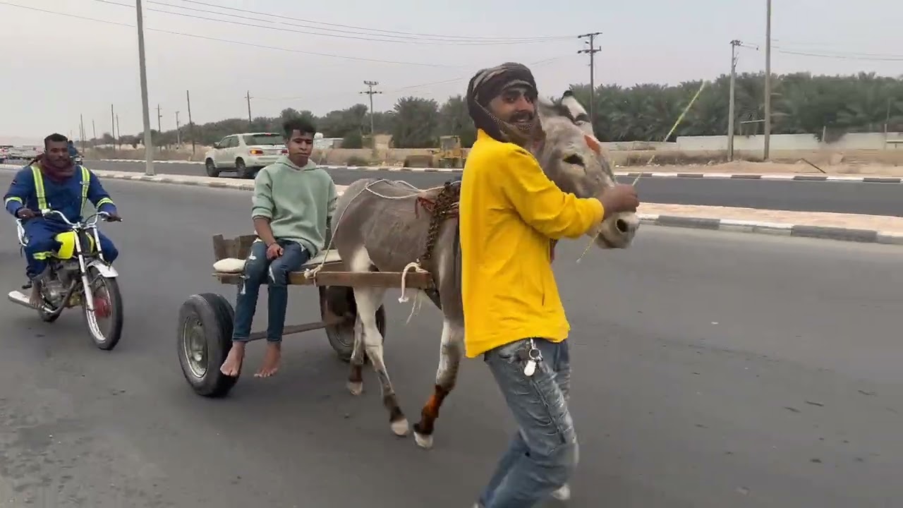 سباق الحمير في الاحساء طريق جبل الشعبه