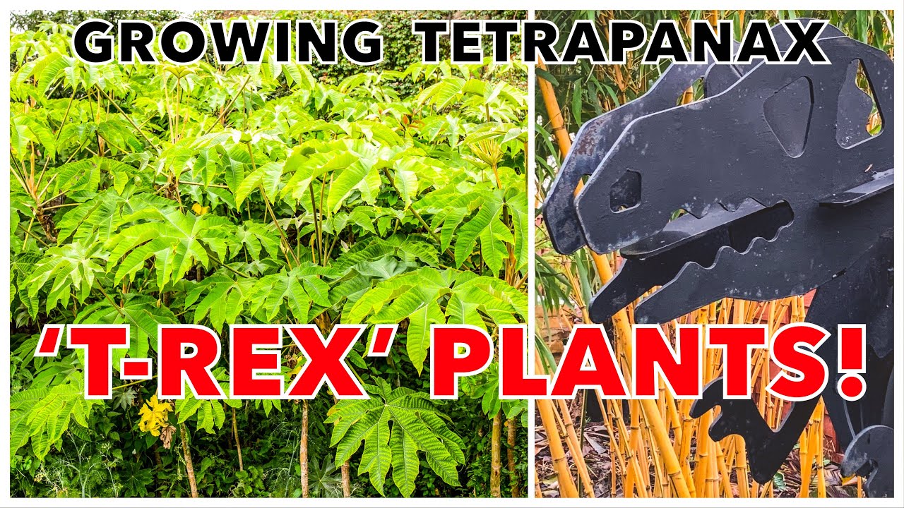 Гигантские растения T-Rex! Выращиваем тетрапанакс бумажный «Rex» в тропическом саду.