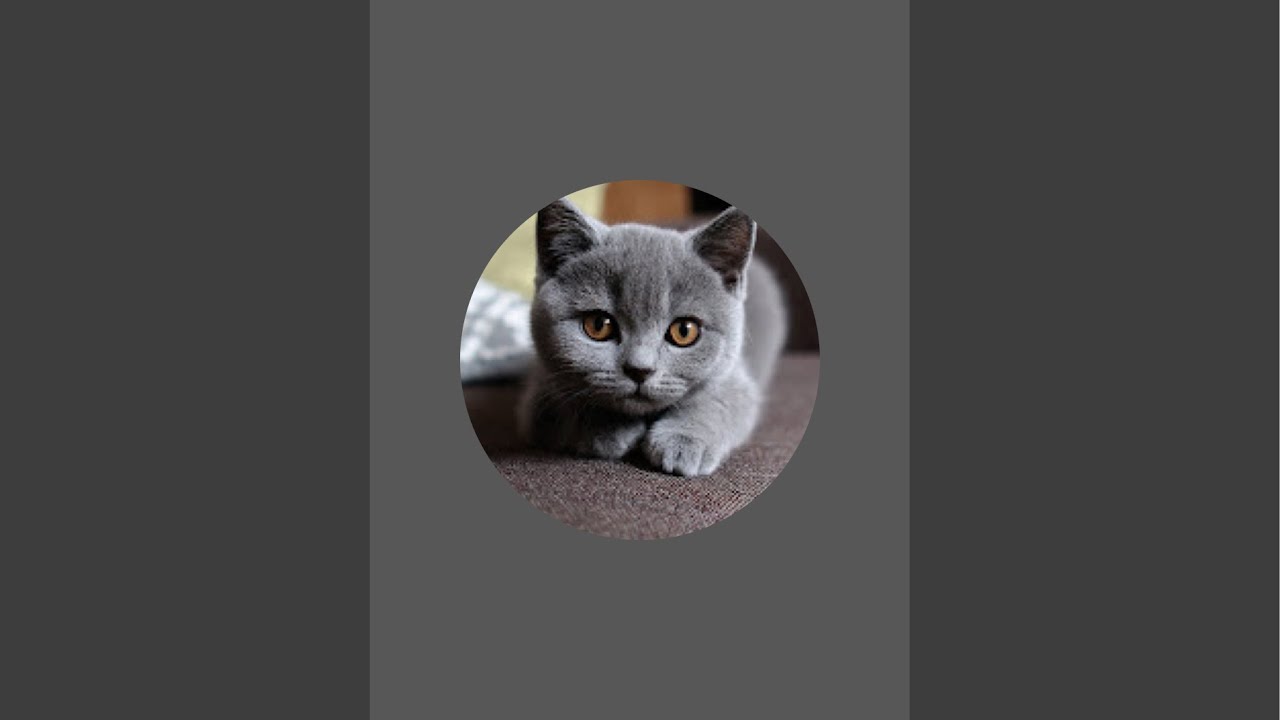 @itchyvloger is live cat British shorthair ❤️❤️🥰🥰