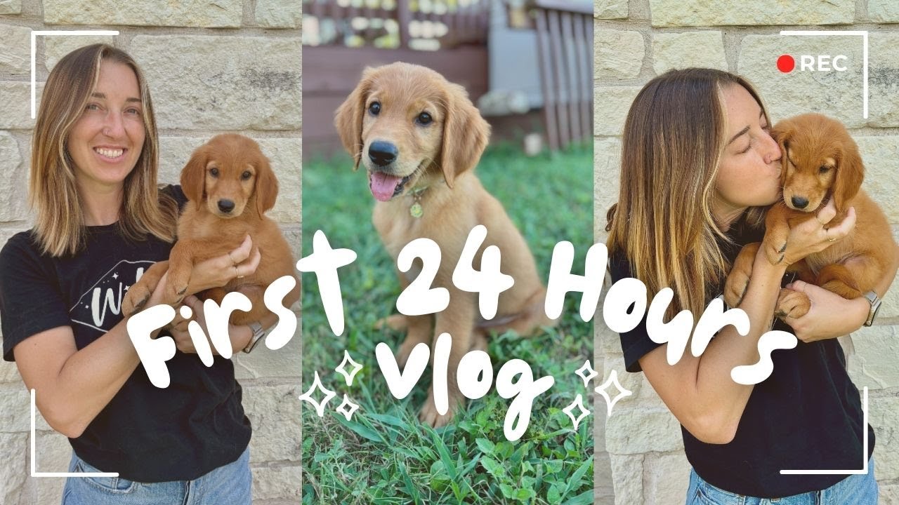 First 24 Hours with a Golden Retriever Puppy!