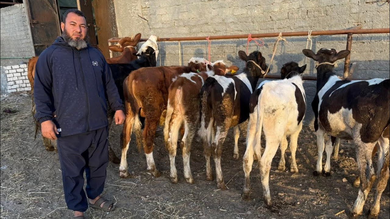 إنهيار في الاسعار الشيخ أشرف رميح ضرب اسعار كل التجار عجول بقر وعجميات عشار  وبقر والد وجاموس والد