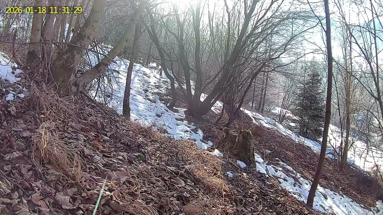 Wildtiere im ersten Schnee