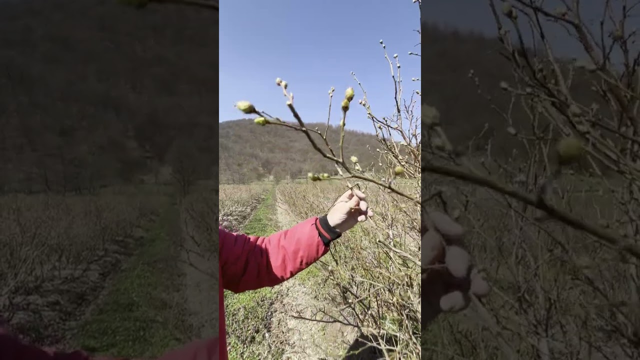Hoćete li imati sitan ili krupan plod, prvenstveno zavisi od rezidbe...
