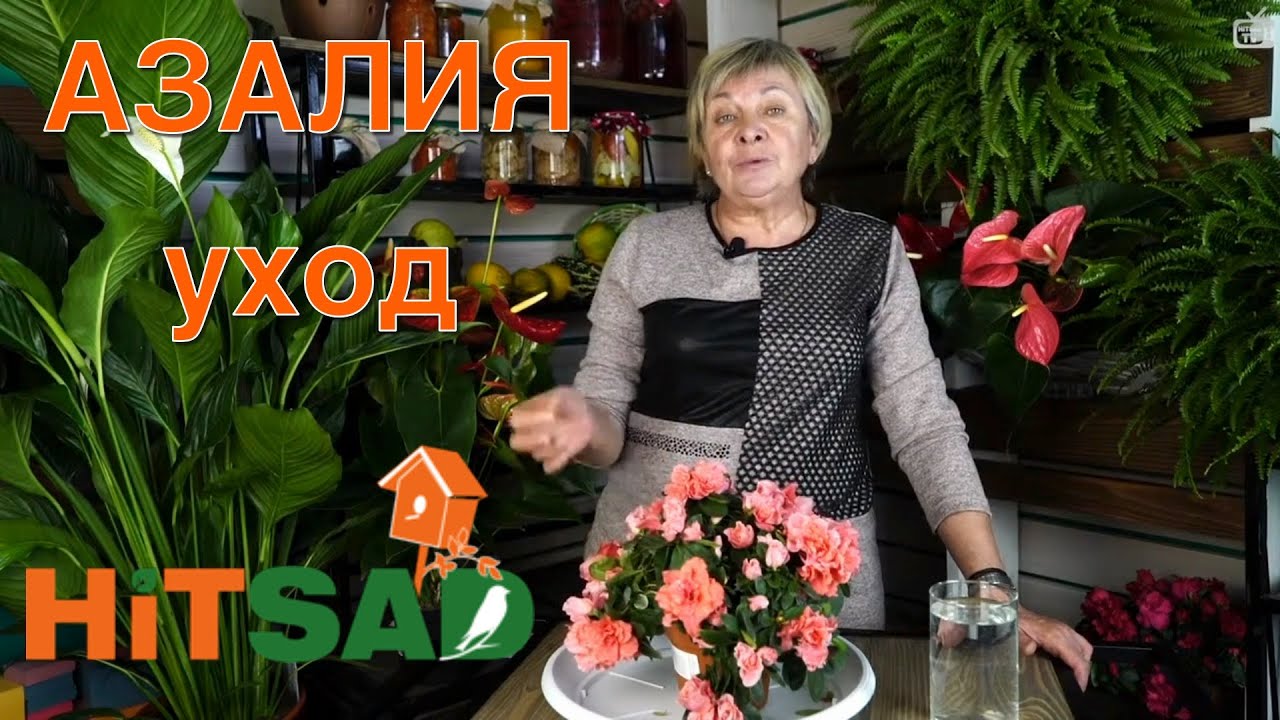 Азалия выращивание и уход -  комнатные растения с Хитсад