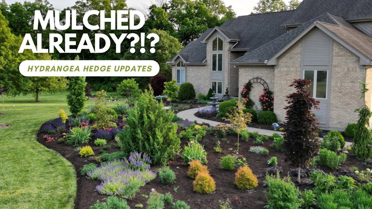 Mulch, Limelight Prime Hydrangea Hedge, & Cut Flower Garden Updates | The Southerner's Garden