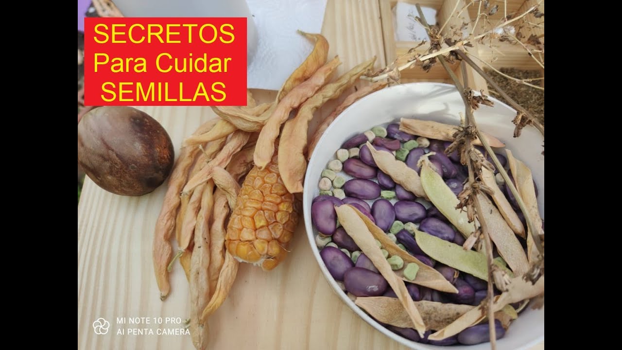 CUANTO DURA UNA SEMILLA Y COMO CONSERVARLA