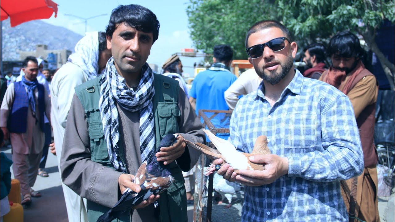 کفتر که تخم نمیدهد چگونه بشناسیم | شناسایی کفتر قبل از این که تلک گردن شما شود | Friday Pigeon Bazar