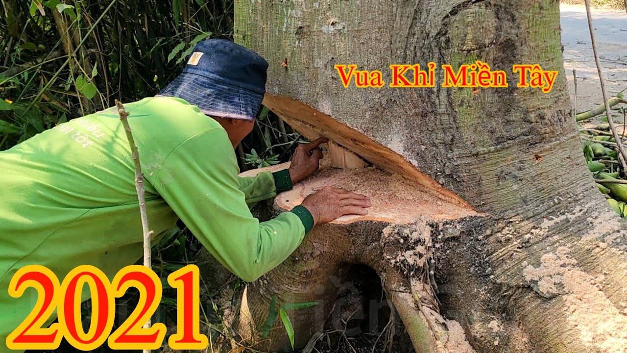 Cây Gòn nằm sát đường đi có nhiều xe cộ qua lại , Vua Khỉ đã cưa như thế nào ? Cutting cotton tree