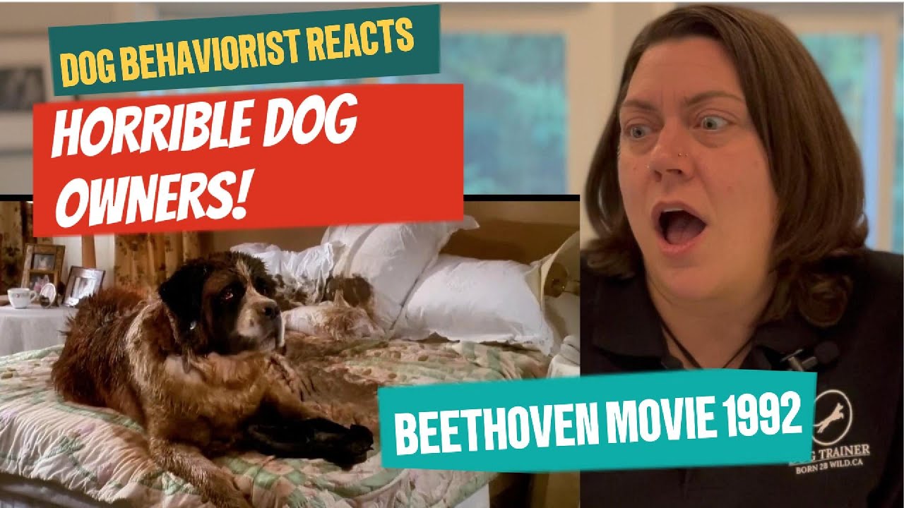 Dog Behaviorist reacts to Beethoven movie: Training and knowledge could've saved this family!