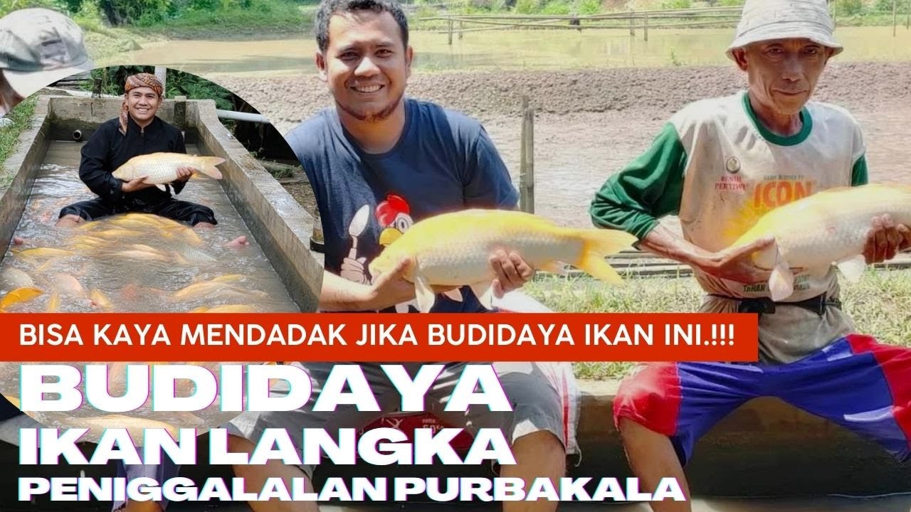 Budidaya Ikan Mas Sinyonya | Bisa Raup Untung Ratusan Juta Rupiah Perbulan