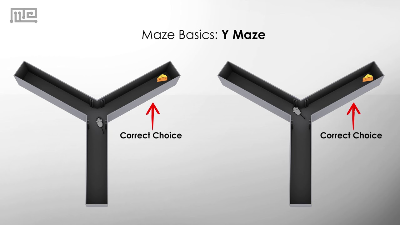 Y maze: A Study in Spatial Learning and Memory
