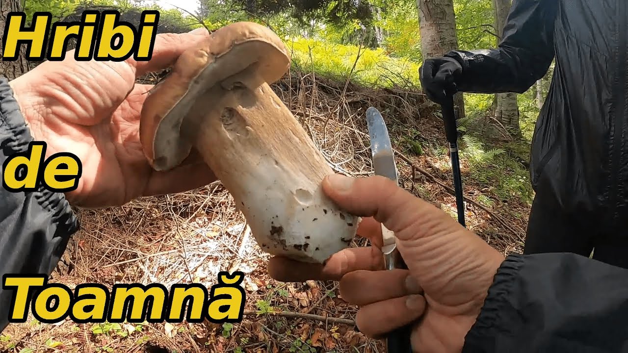 Am Cules Hribi de Toamnă într-o Poiană de Munte