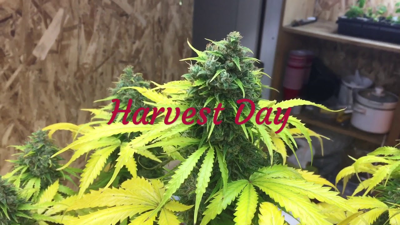 CRITICAL MASS AUTO (CANUK SEEDS) HARVEST DAY!