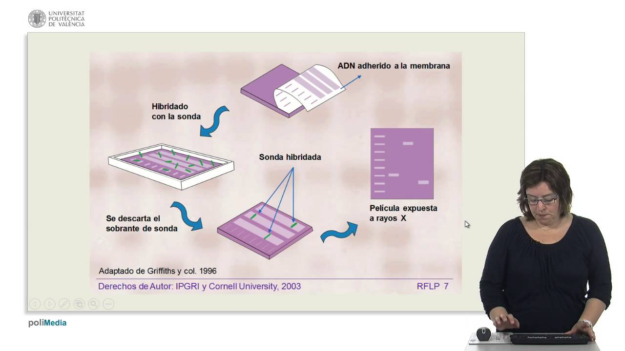 Marcadores de DNA basados en restriccion e hibridacion: RFLPs | 24/95 | UPV