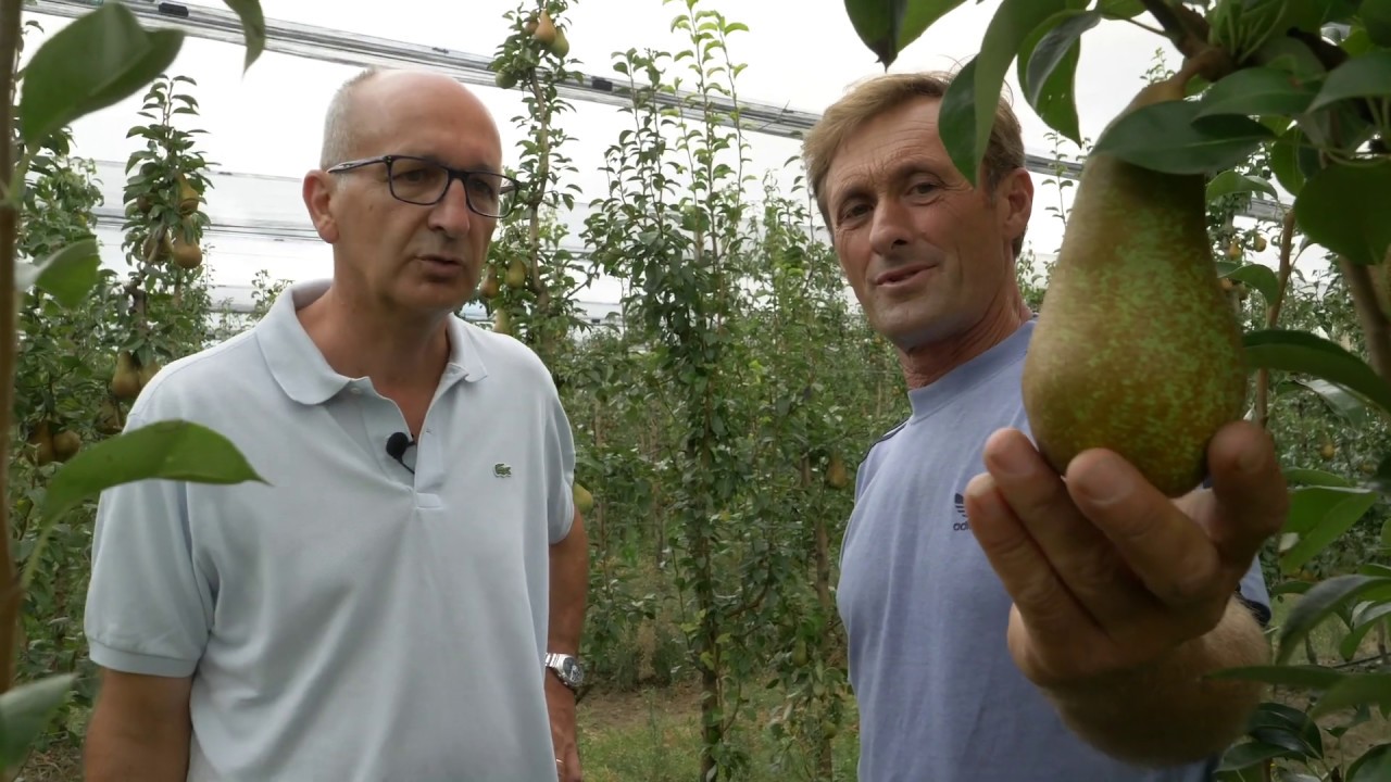 Abate Pears: more yield thanks to mason bees